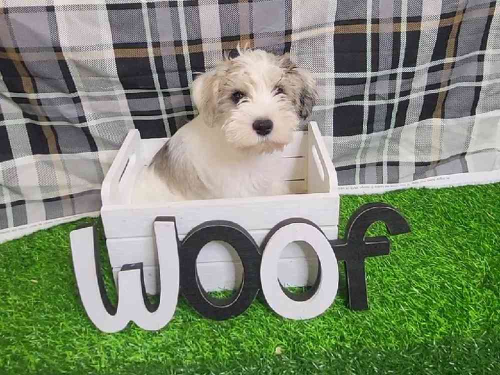 Male Mini Schnauzer Puppy for Sale in ,