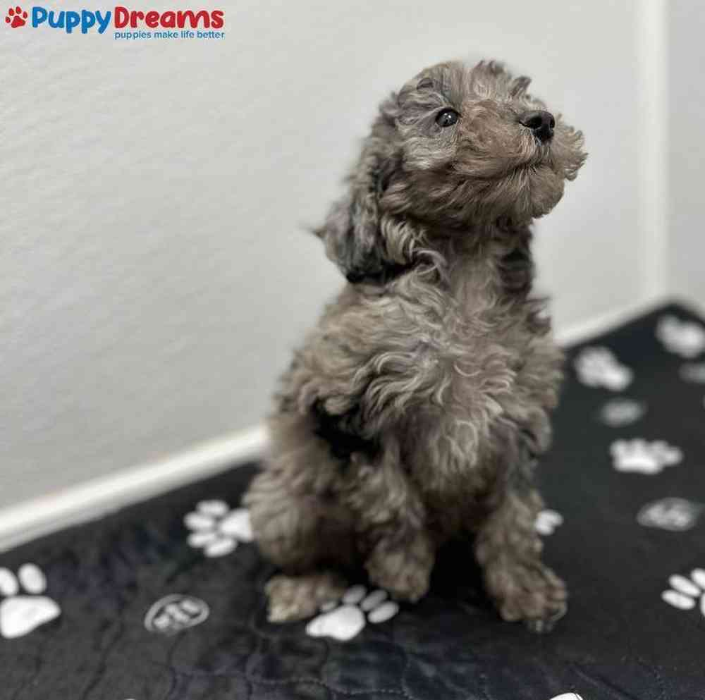 Female Goldendoodle Puppy for Sale in Little Rock, AR