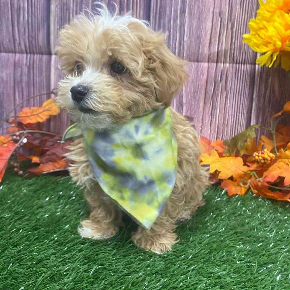 Male Mini Goldendoodle Puppy for Sale in Little Rock, AR