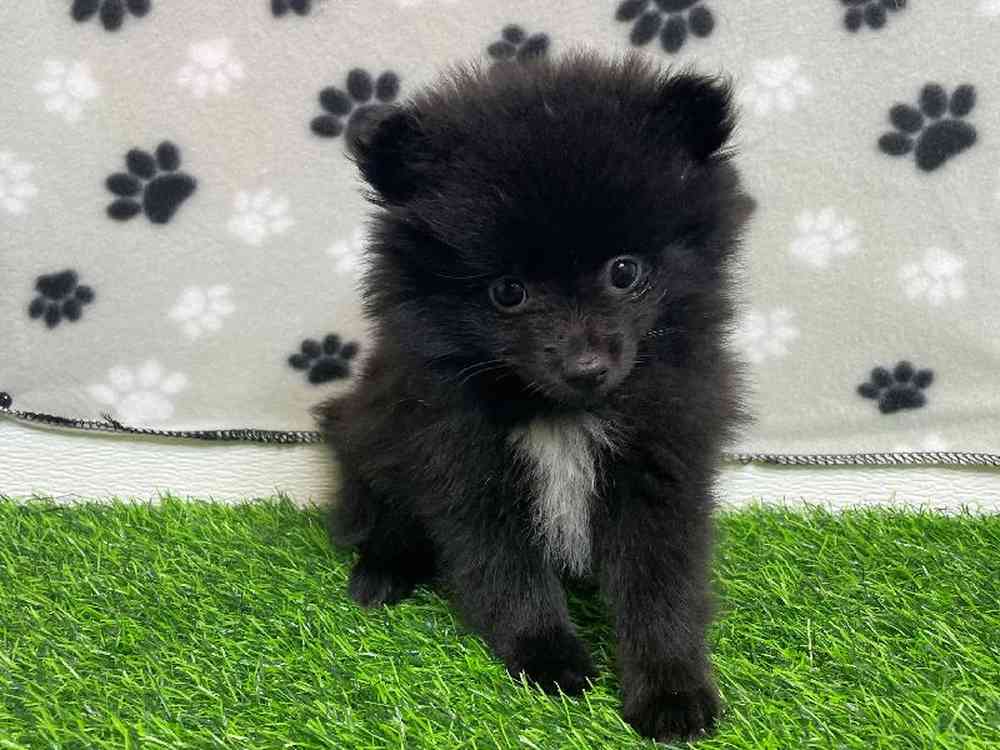 Female Pomeranian Puppy for Sale in ,