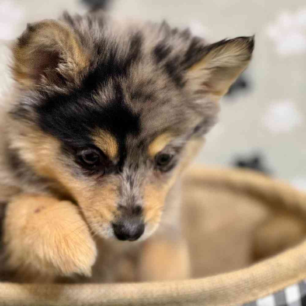 Female Pomsky Puppy for Sale in Arlington, TX