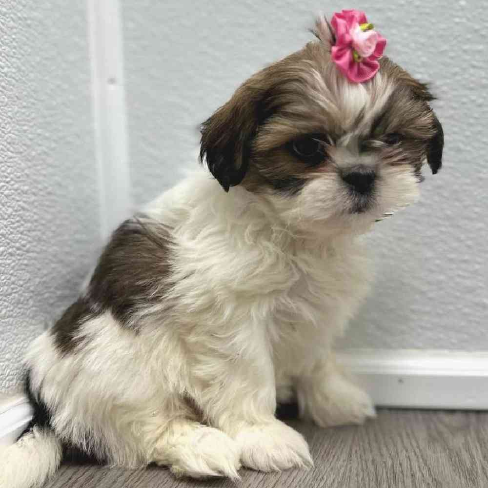 Female Shih Tzu Puppy for Sale in Little Rock, AR