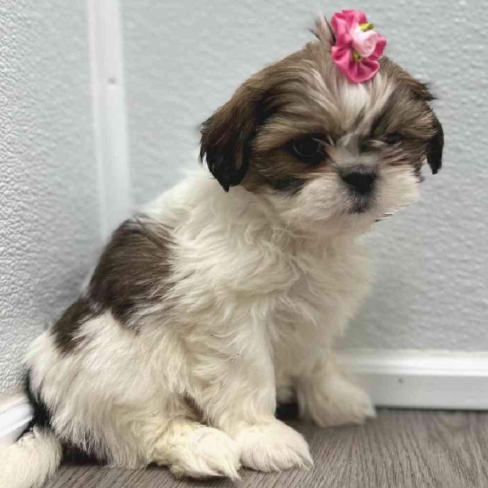Female Shih Tzu Puppy for Sale in Little Rock, AR