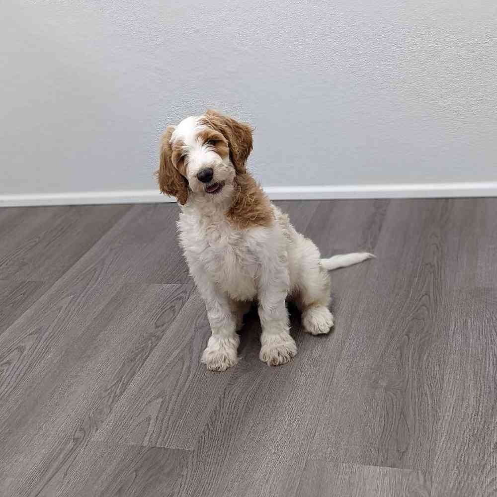 Female Goldendoodle Puppy for sale