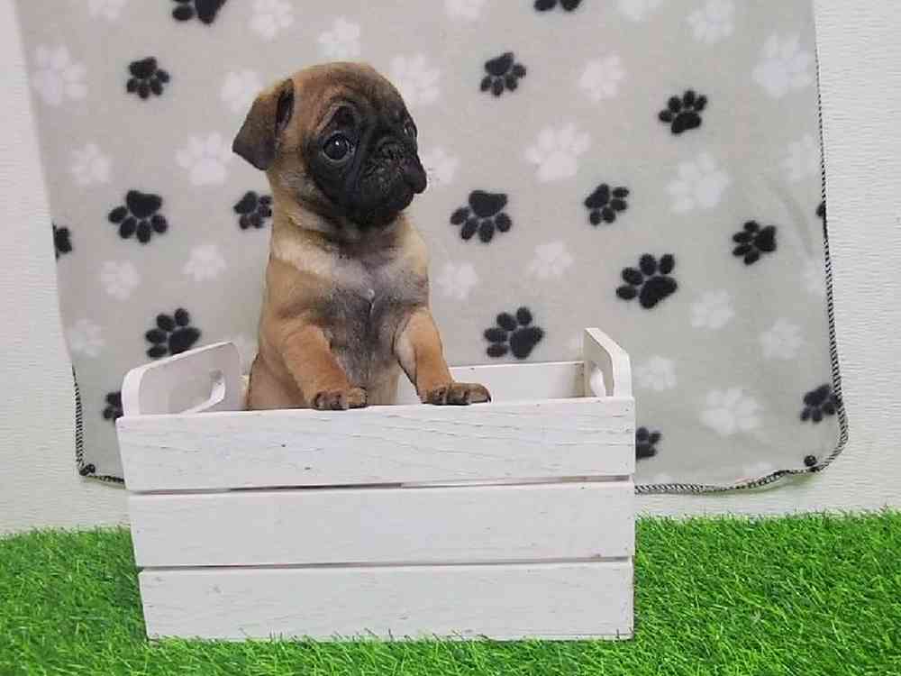 Female Pug Puppy for Sale in ,