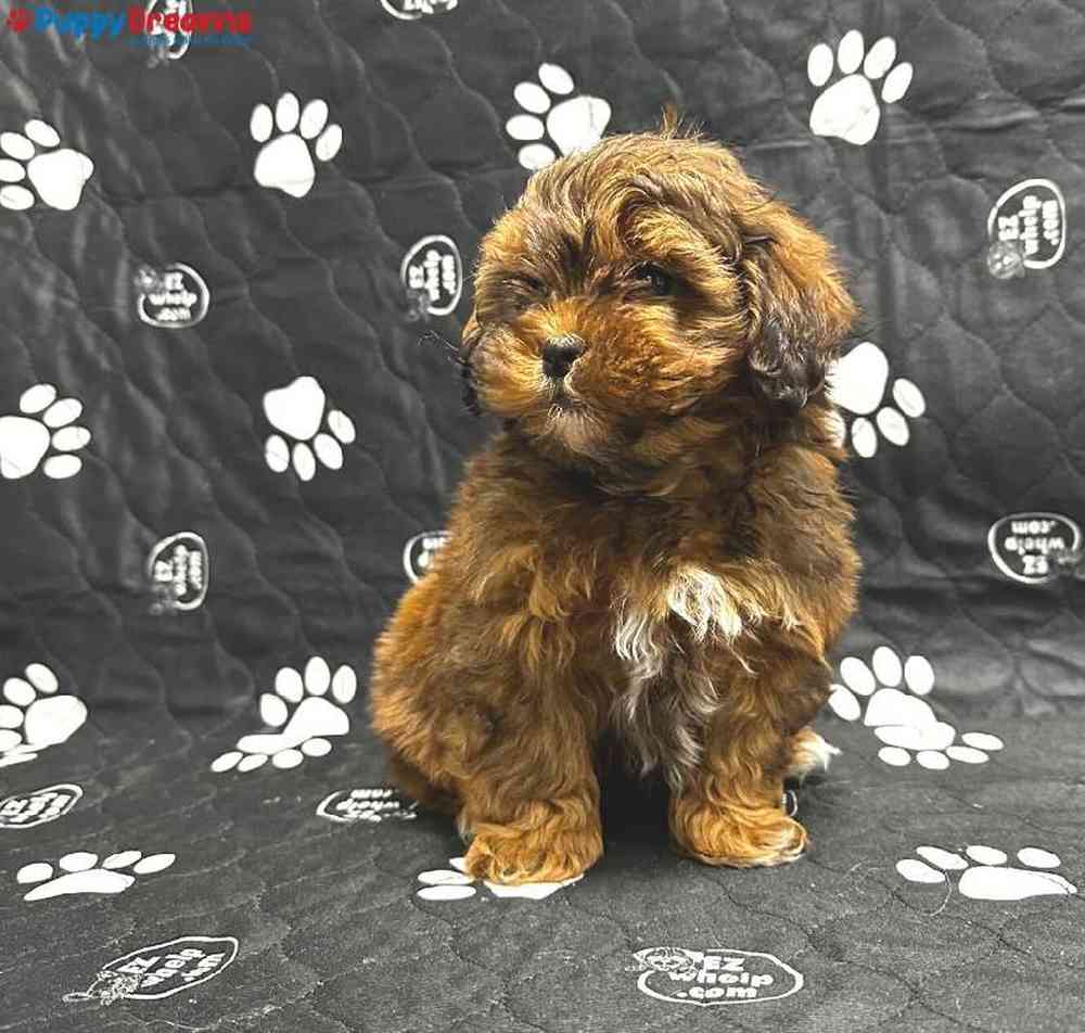 Male Shipoo Puppy for Sale in Little Rock, AR