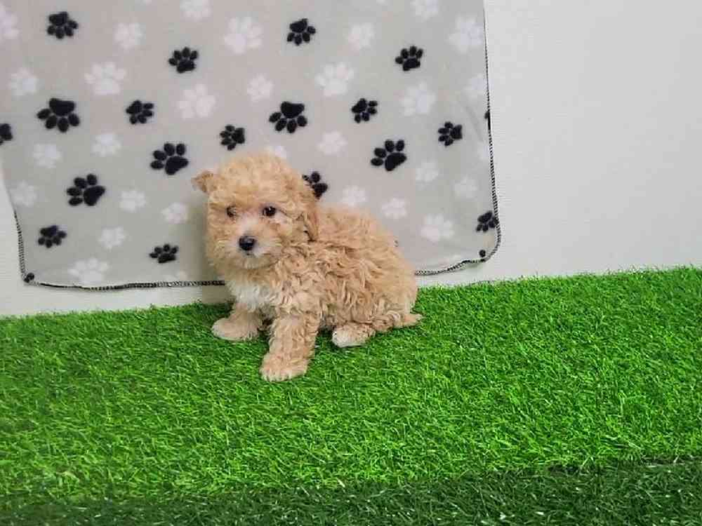 Female Bichon-Poodle Puppy for Sale in ,