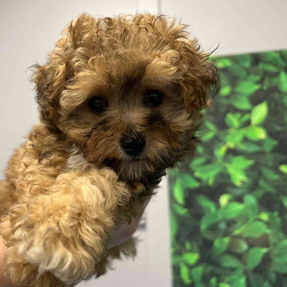toy Poodle image