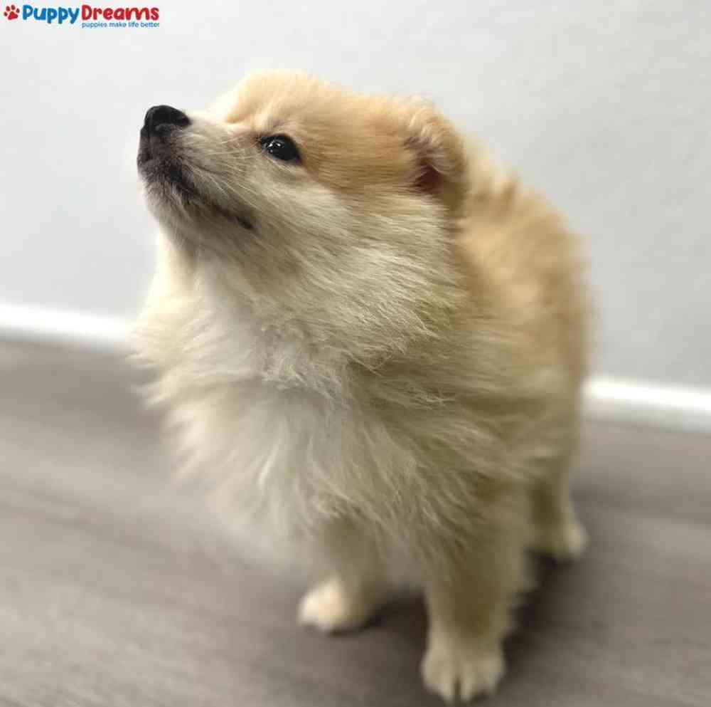 Male Pomsky Puppy for Sale in Little Rock, AR