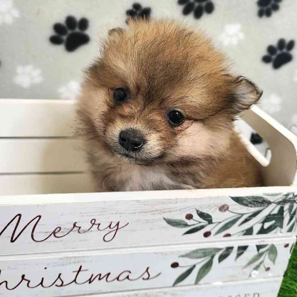 Male Pomeranian Puppy for Sale in ,