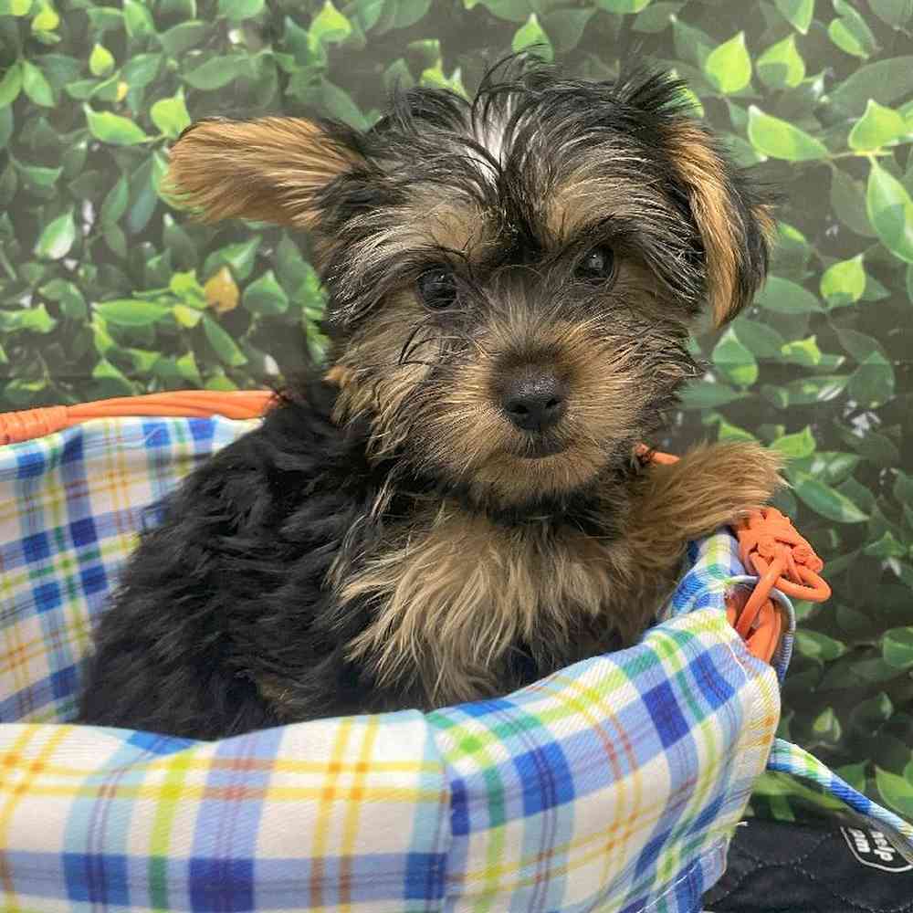 Male Yorkie Puppy for Sale in Little Rock, AR