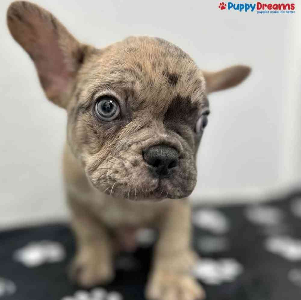 Male French Bulldog Puppy for Sale in Little Rock, AR