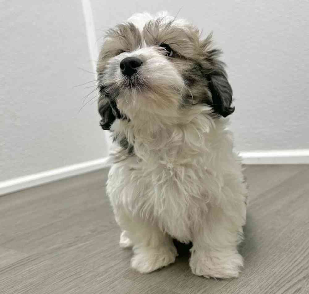 Male Teddy Bear Puppy for Sale in Little Rock, AR