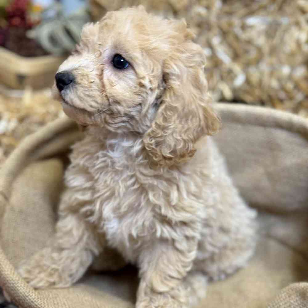 Female Maltipoo Puppy for Sale in Arlington, TX
