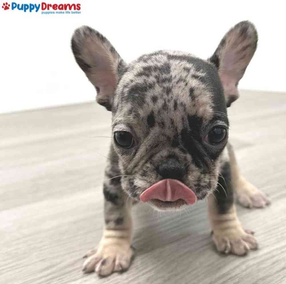 Female French Bulldog Puppy for Sale in Little Rock, AR
