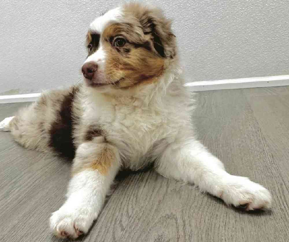 Male Australian Shepherd Puppy for Sale in Little Rock, AR