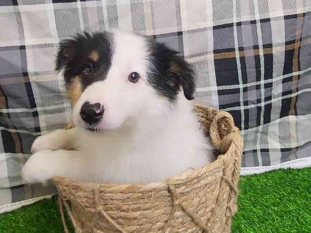 Female Australian Shepherd Puppy for Sale in ,