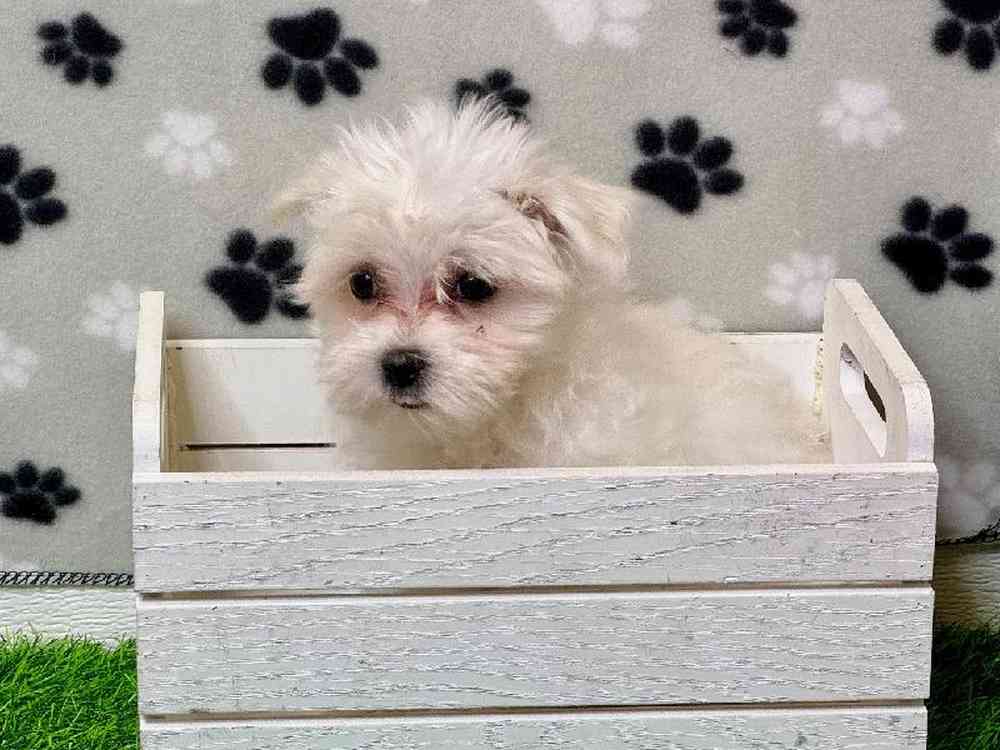 Female Maltese Puppy for Sale in Carrollton, TX