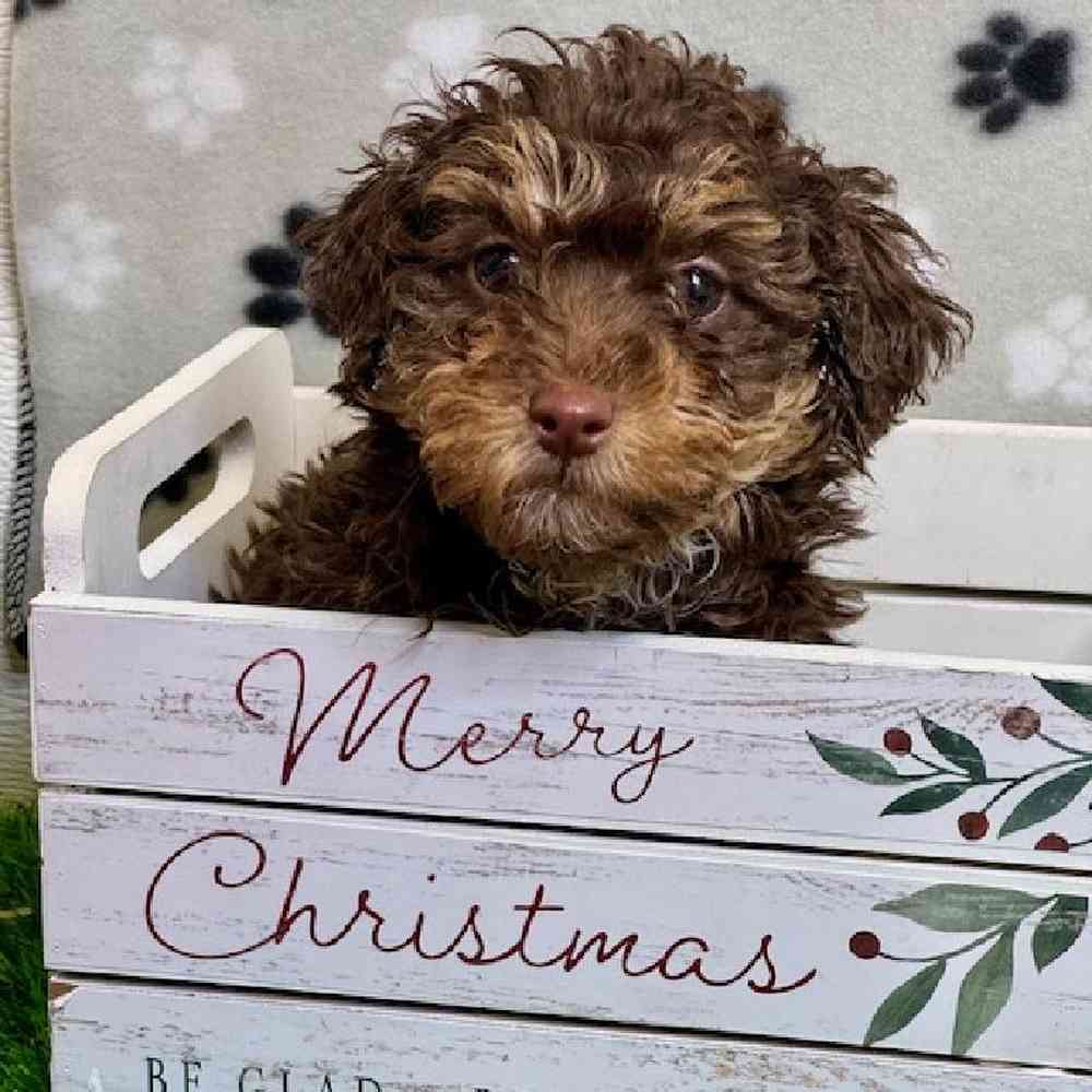 Female Mini Poodle Puppy for Sale in ,