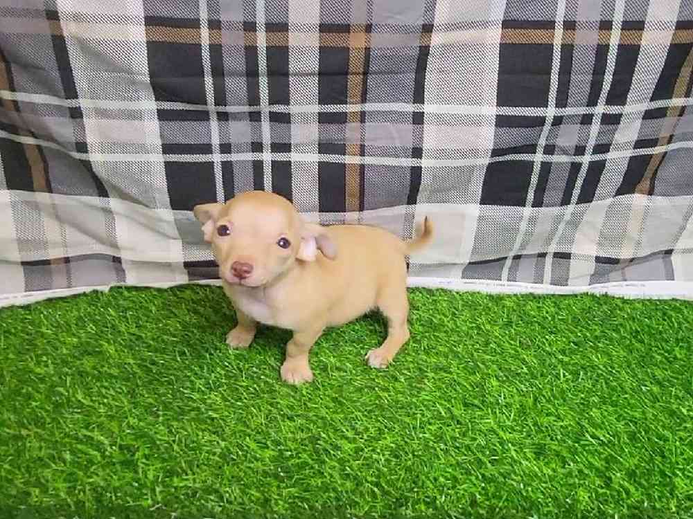 Male Chihuahua Puppy for Sale in ,