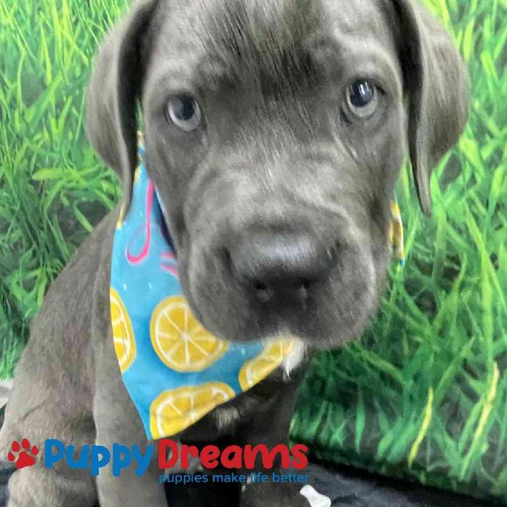 Male Cane Corso Puppy for Sale in Little Rock, AR