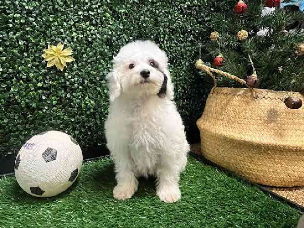 Female Mini Poodle Puppy for Sale in Cordova, TN