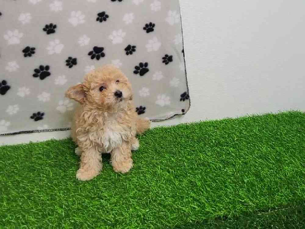 Female Bichon-Poodle Puppy for Sale in ,