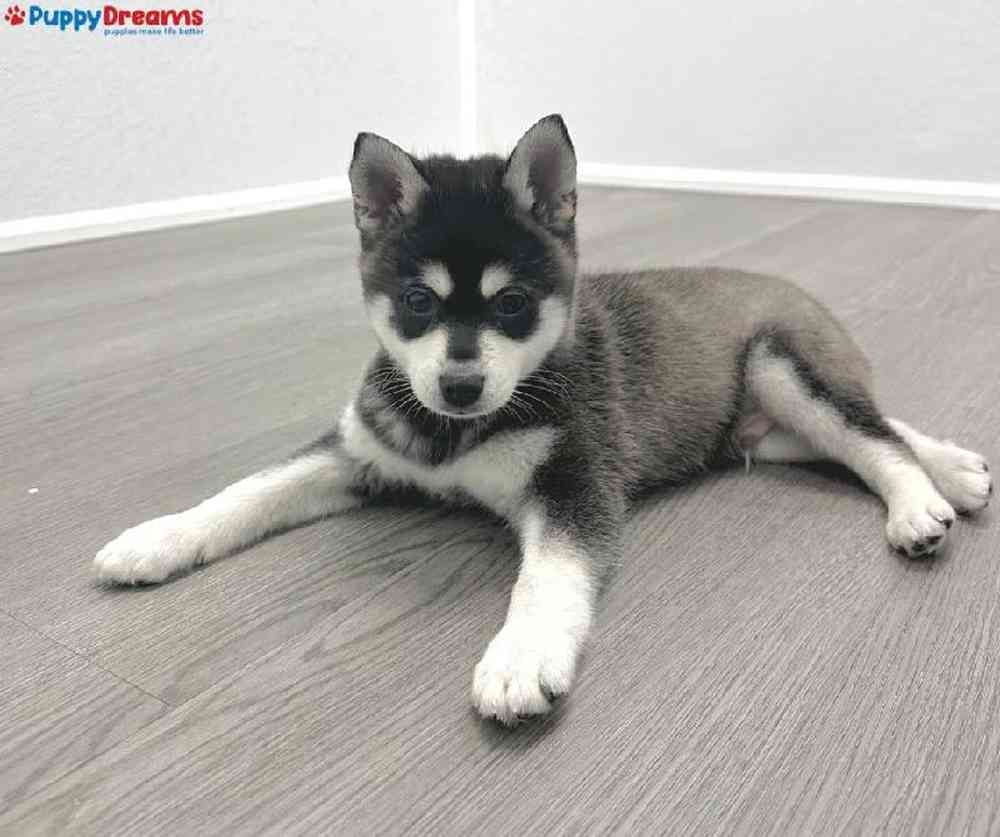 Male Alaskan Klee Kai Puppy for Sale in Little Rock, AR