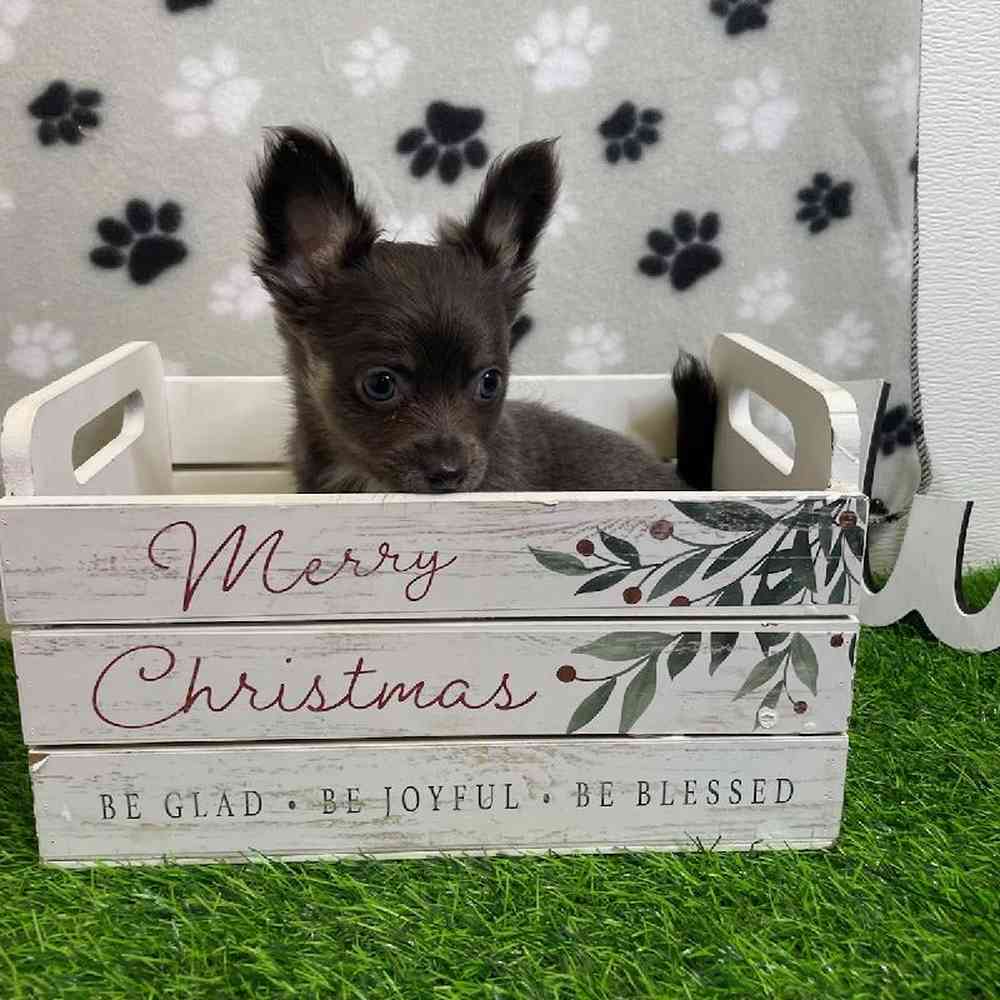 Male Chihuahua Puppy for Sale in ,