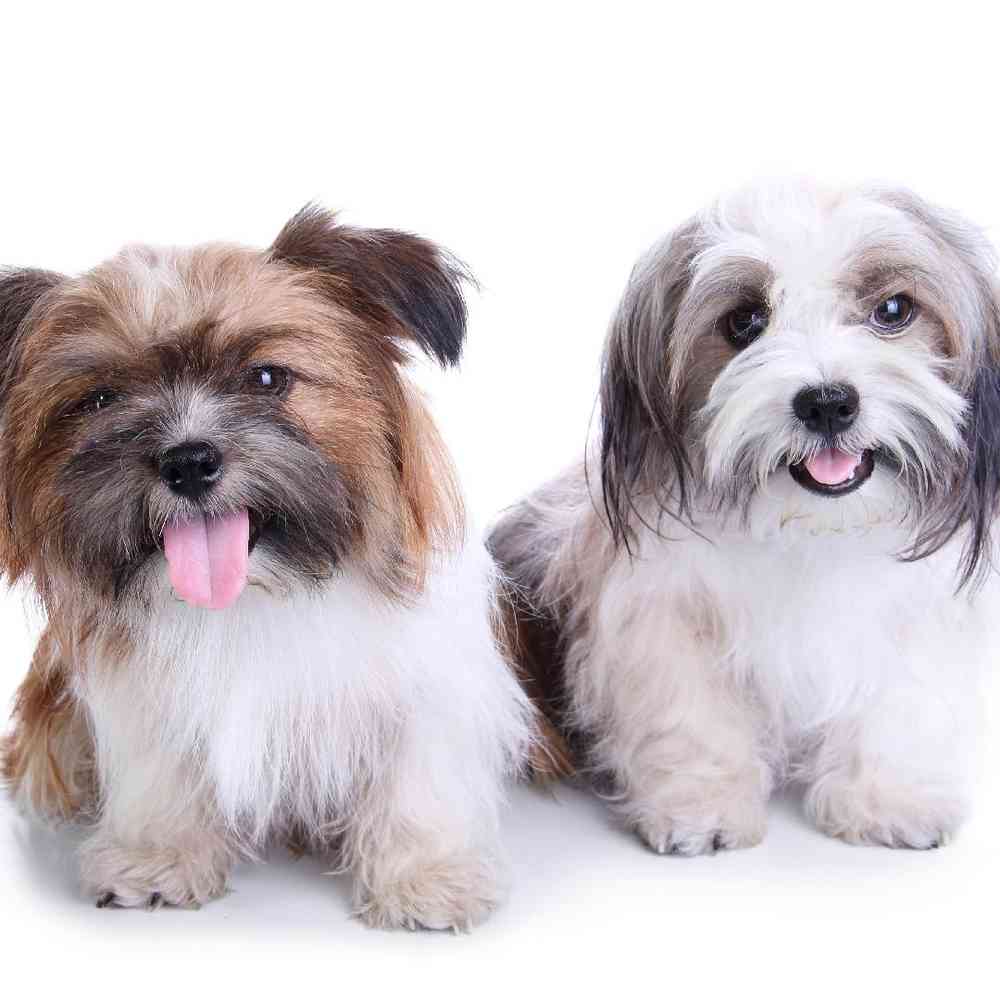 Havanese Puppies for Sale