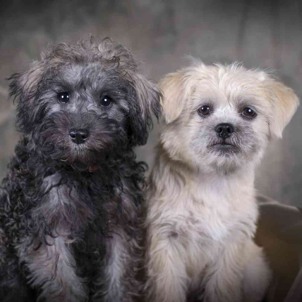 Schnoodle Puppies for Sale
