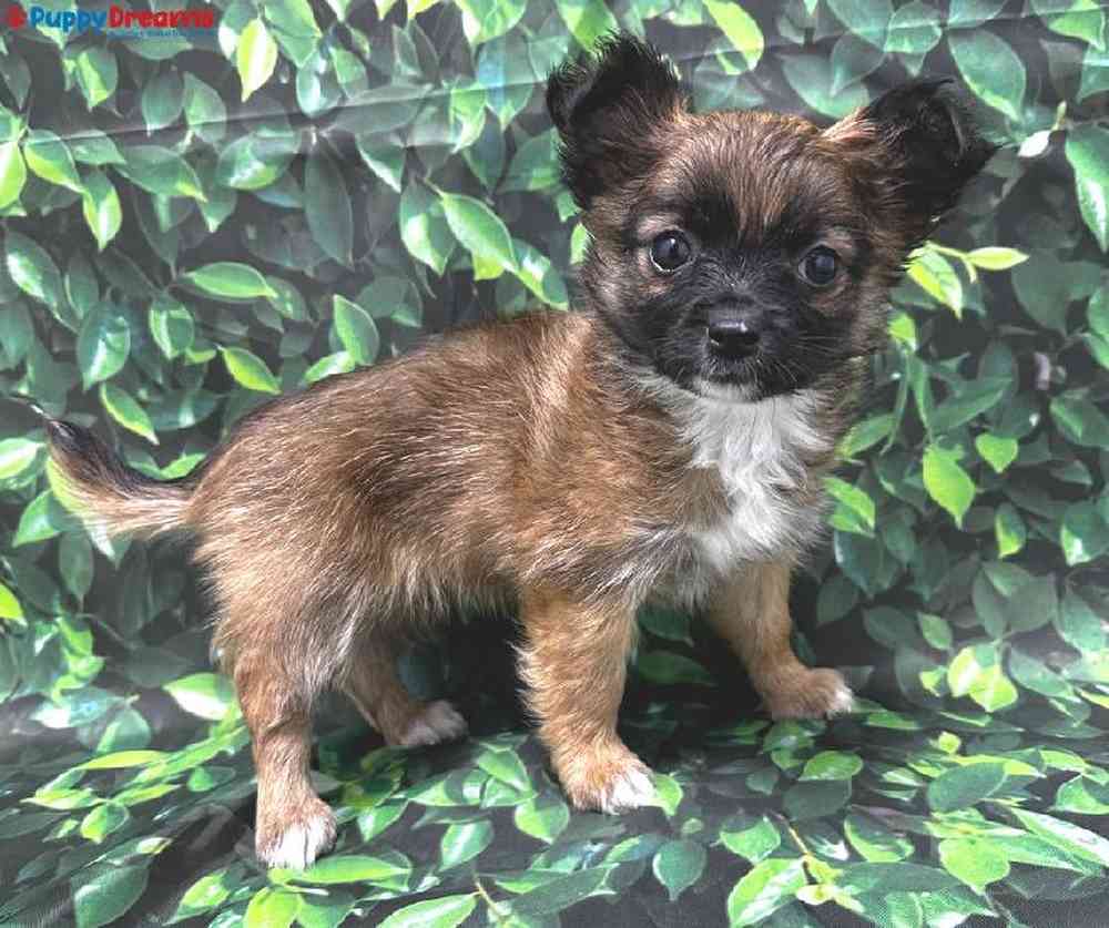 Female Chihuahua Puppy for Sale in Little Rock, AR