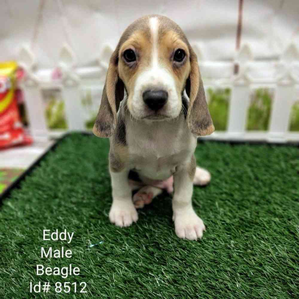 Beagle puppies for sale in my area store