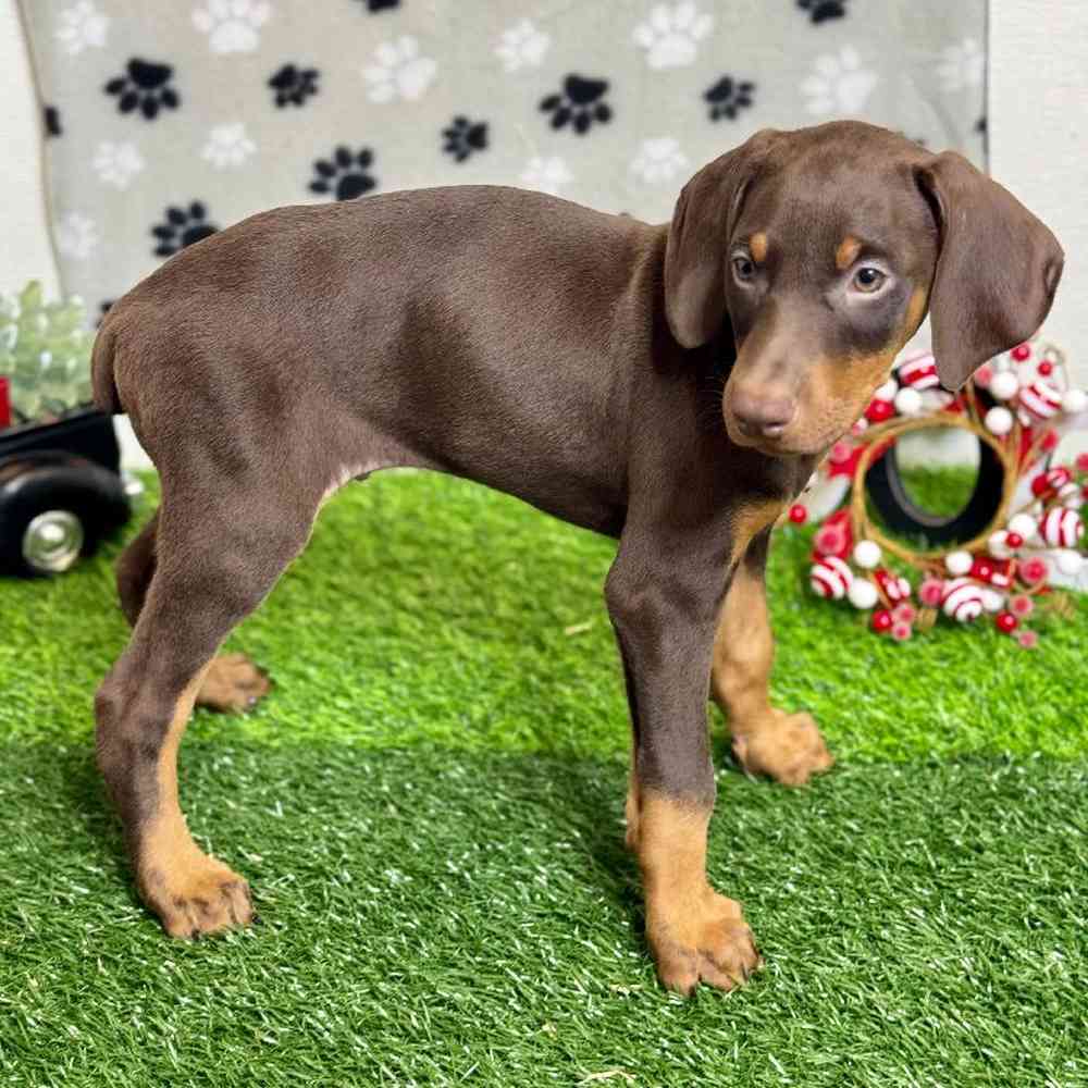 Male Doberman Pinscher Puppy for Sale in Arlington, TX
