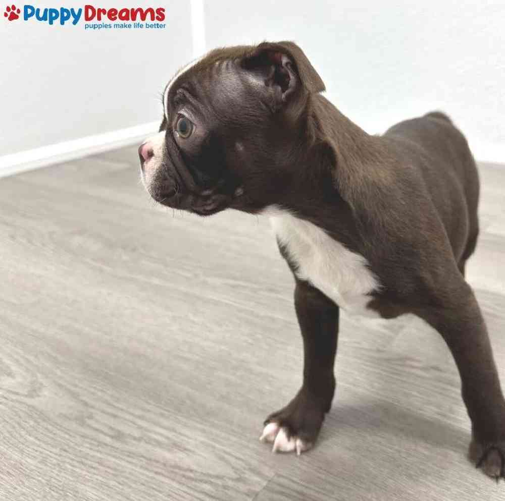 Female Boston Terrier Puppy for Sale in Little Rock, AR