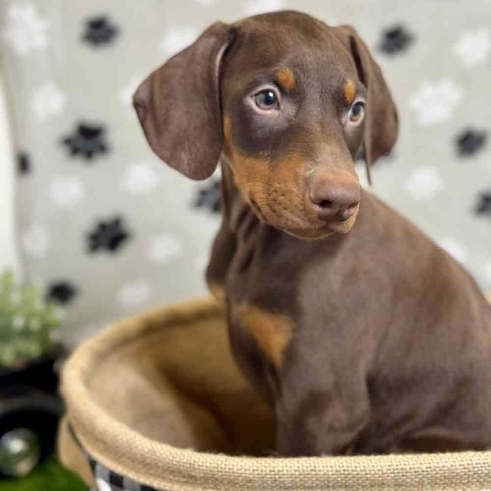 Male Doberman Pinscher Puppy for Sale in Arlington, TX