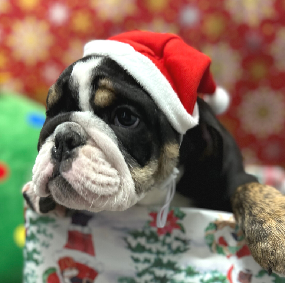 Male English Bulldog Puppy for Sale in Little Rock, AR