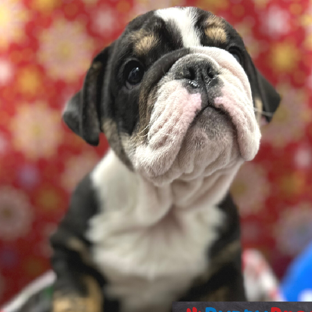 Male English Bulldog Puppy for Sale in Little Rock, AR