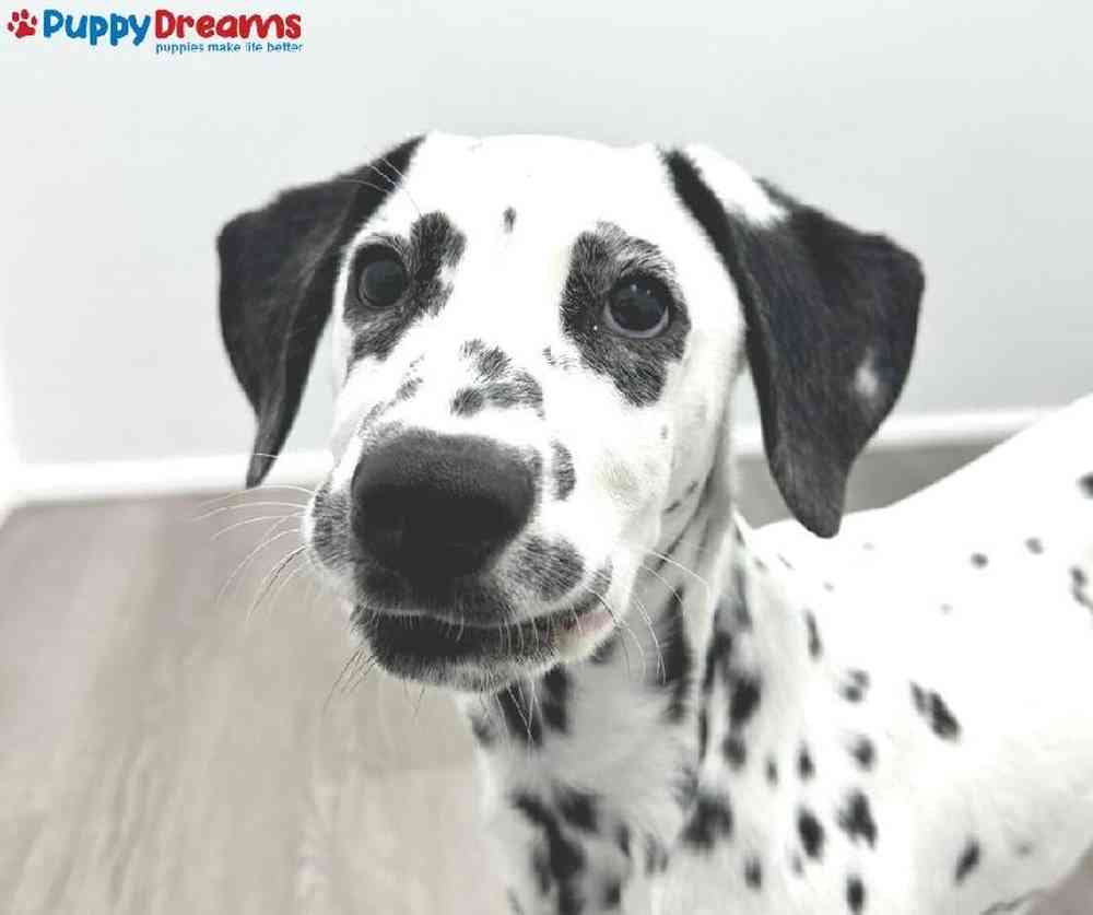 Male Dalmatian Puppy for Sale in Little Rock, AR
