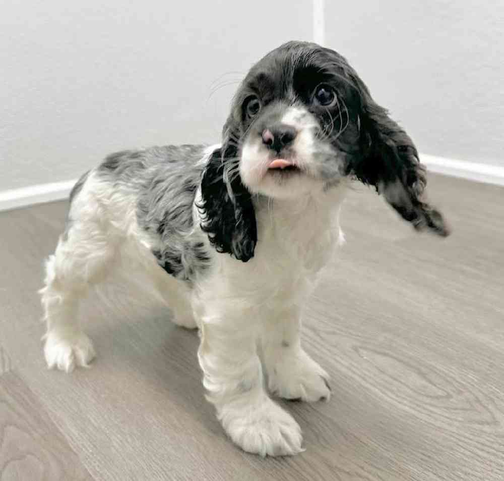 Female Cocker Spaniel Puppy for Sale in Little Rock, AR