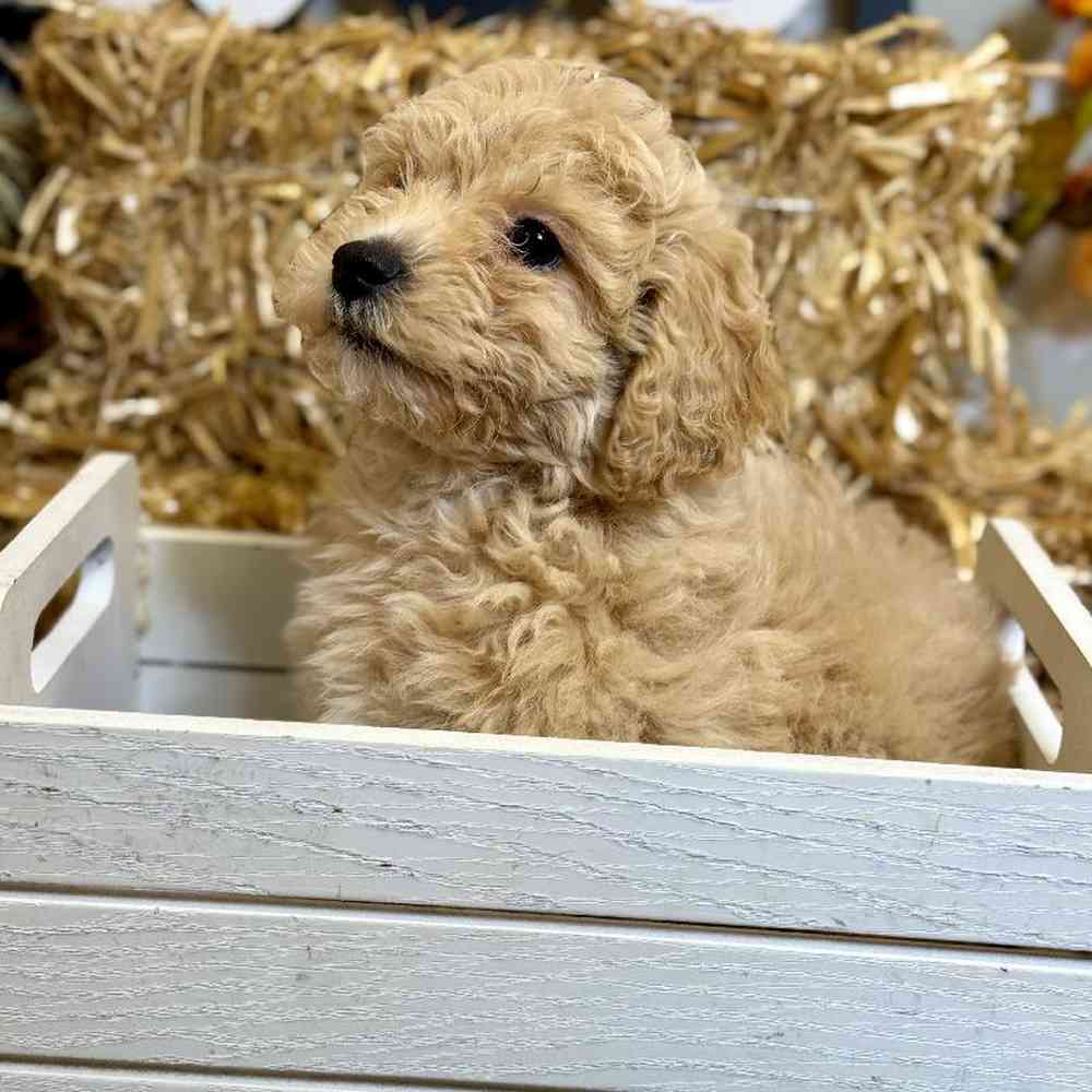 Female Maltipoo Puppy for Sale in Arlington, TX