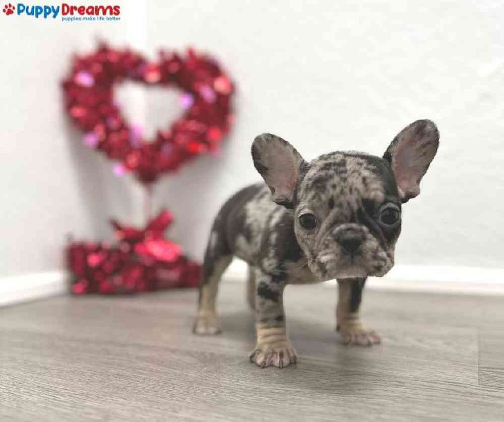 Female French Bulldog Puppy for Sale in Little Rock, AR