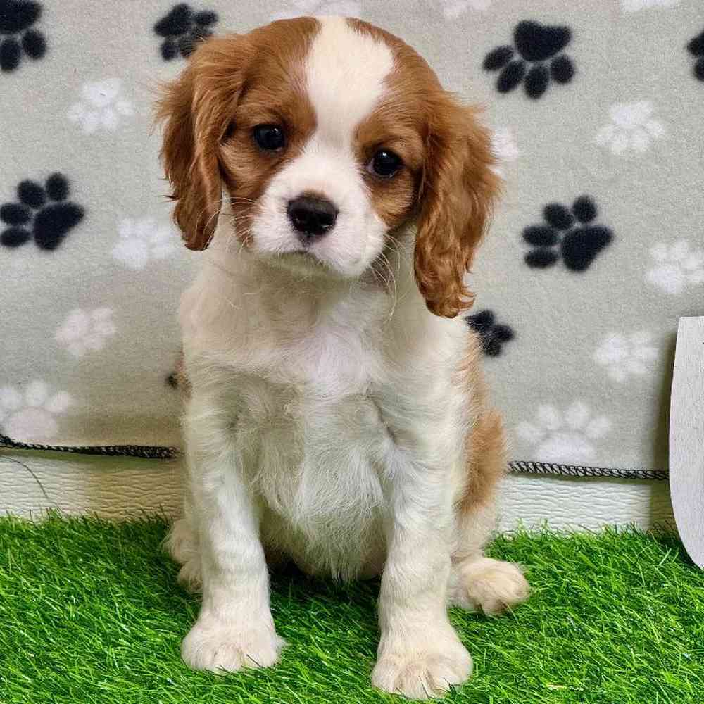 Female Cavalier King Charles Spaniel Puppy for Sale in Arlington, TX