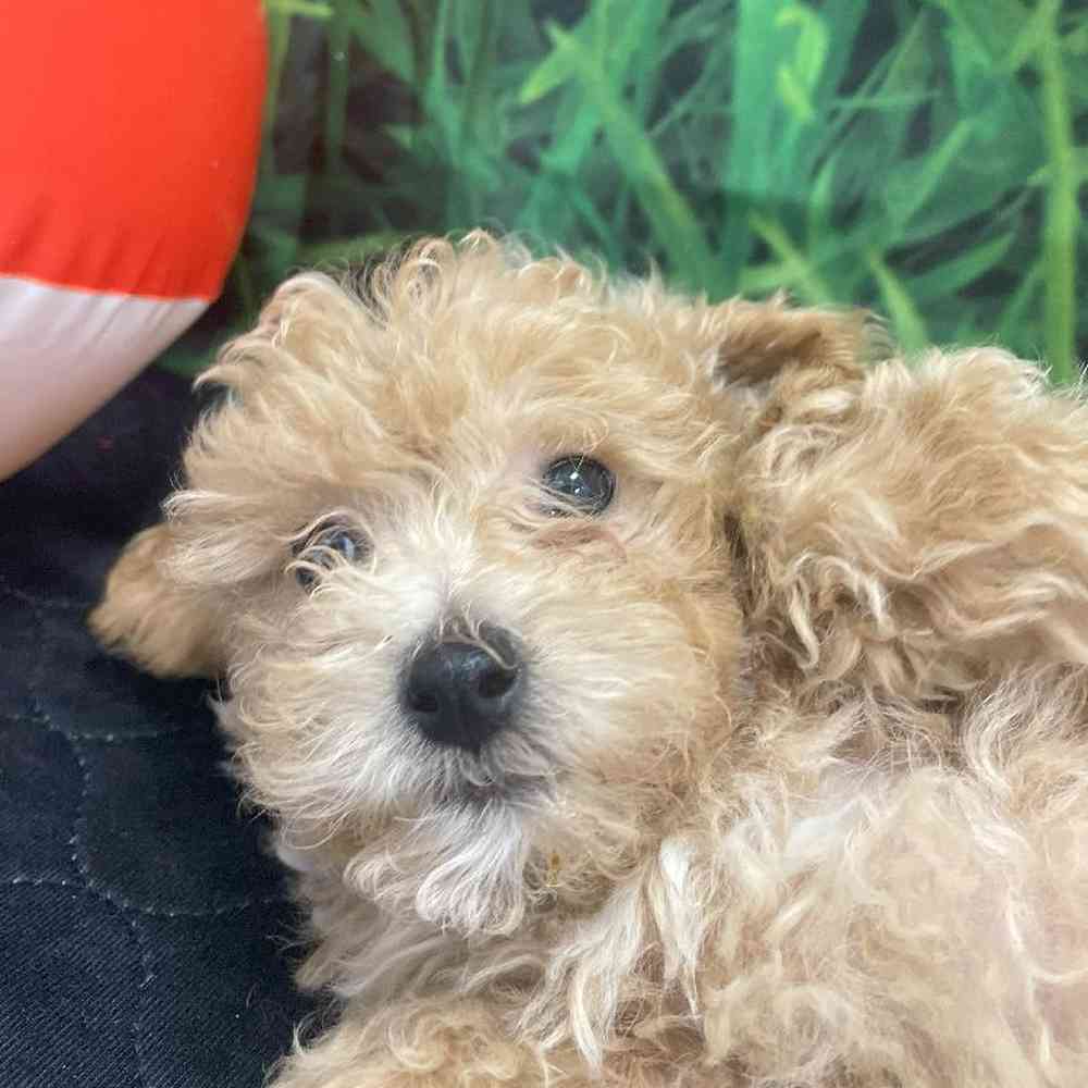 Male Maltipoo Puppy for Sale in Little Rock, AR