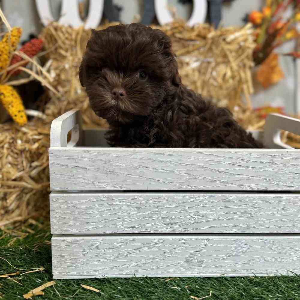Male Shipoo Puppy for Sale in Arlington, TX