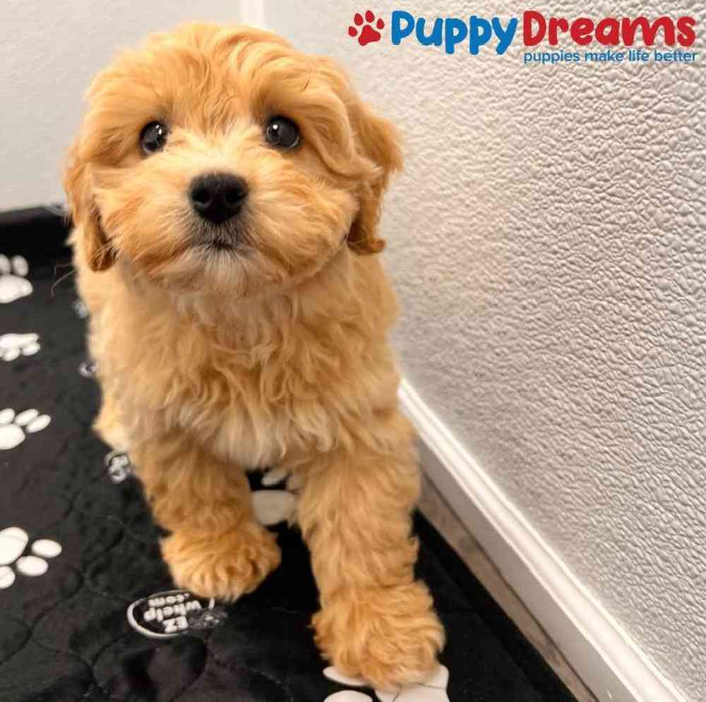 Male Maltipoo Puppy for Sale in Little Rock, AR