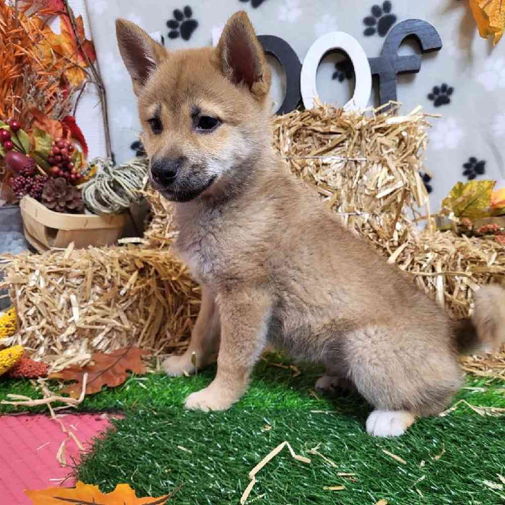 Male Shiba Inu Puppy for Sale in Garland, TX
