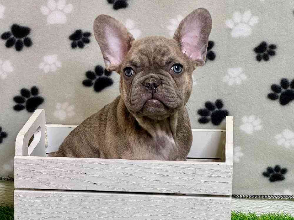 Male French Bulldog Puppy for Sale in ,