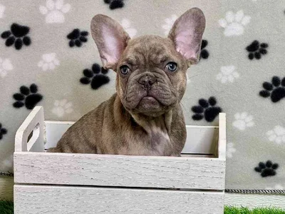Male French Bulldog Puppy for Sale in ,