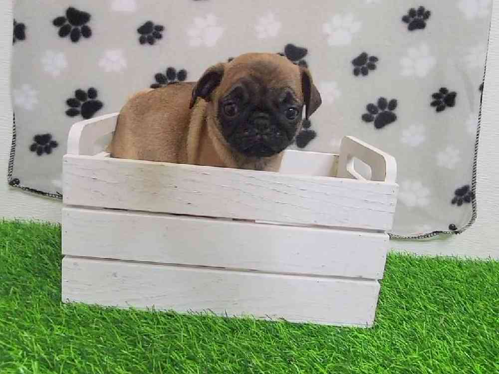 Female Pug Puppy for Sale in ,